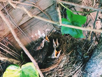 High angle view of birds in nest