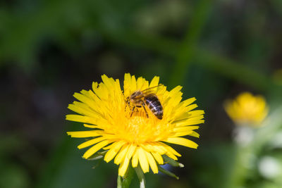 Close-up of bee pollinating on yellow flower