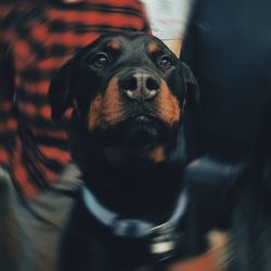 Close-up portrait of dog looking up