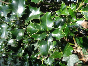 Full frame shot of plants