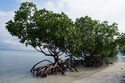 Tree by sea against sky