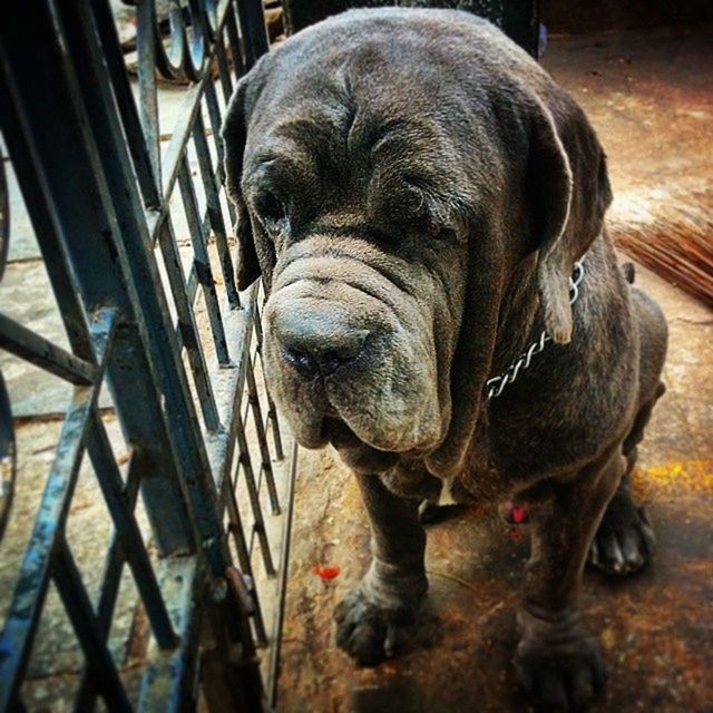 Neapolitanmastiff