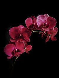 Close-up of pink orchids against black background