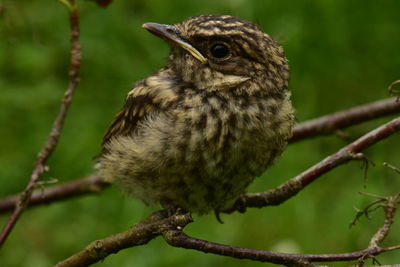 Close-up of bird perching on branch