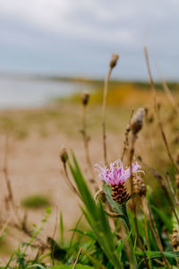 Close-up of purple flowering plant on field