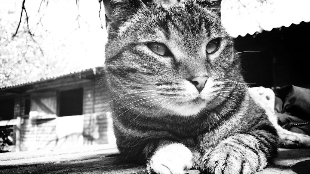 domestic cat, cat, feline, one animal, pets, animal themes, whisker, domestic animals, mammal, portrait, looking at camera, focus on foreground, close-up, front view, sitting, built structure, alertness, architecture, building exterior