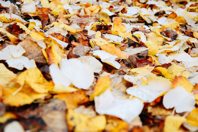 Full frame shot of autumn leaves