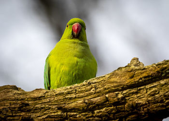 Low angle view of parrot perching on tree