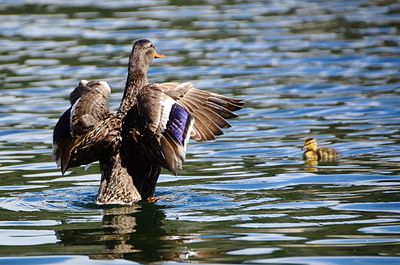 Bird flying over lake