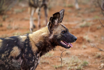 Hyena sticking out tongue in forest