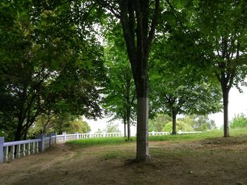 Trees in park