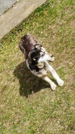 High angle view of dog on grass