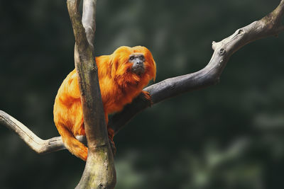 Close-up of squirrel on tree