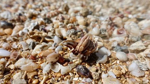 Close-up of hermit crab on sand at beach