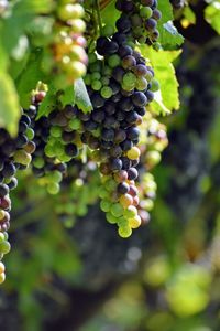 Close-up of grapes growing in vineyard