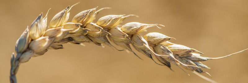 cereal plant