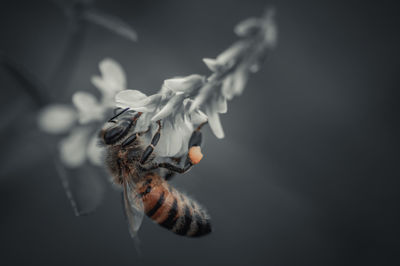 Close-up of bee on flower
