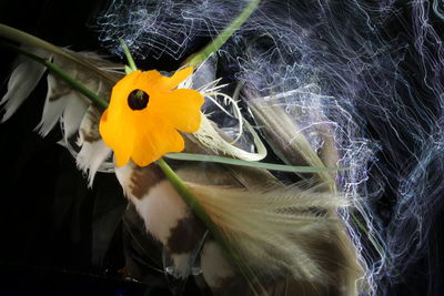 Close-up of yellow flowering plant