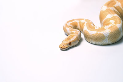 Close-up of snake against white background