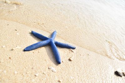 High angle view of starfish on beach