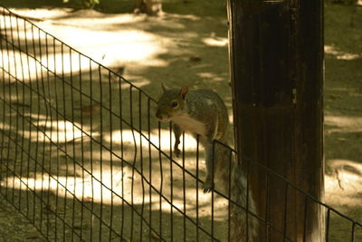 View of squirrel in cage