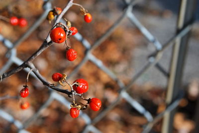 Close-up of red berries growing on tree