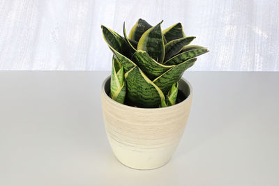 High angle view of potted plant on table