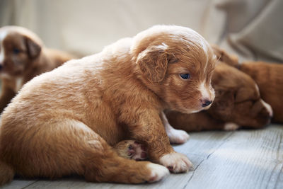 Close-up of a dog