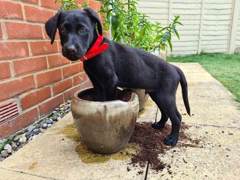 Portrait of black dog against wall