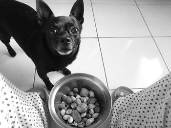 High angle view of portrait of dog on floor