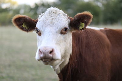 Close-up of cow