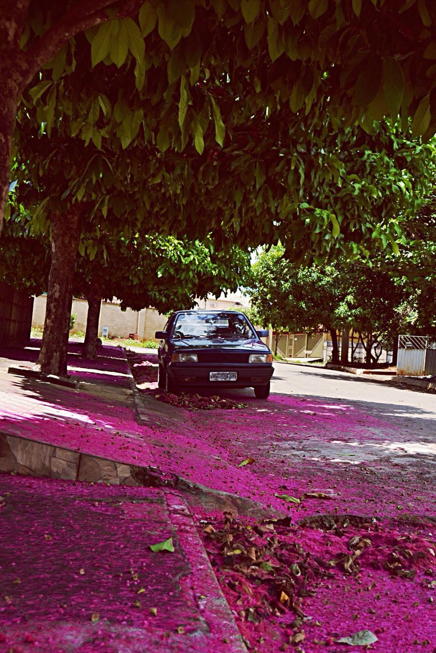 PINK FLOWER TREE IN PARK