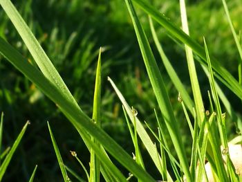 Close-up of insect on grass
