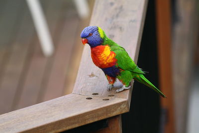 Close-up of parrot perching on wood