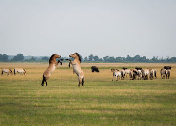 Horses grazing on landscape against clear sky