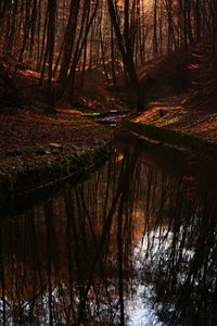 Reflection of trees in lake