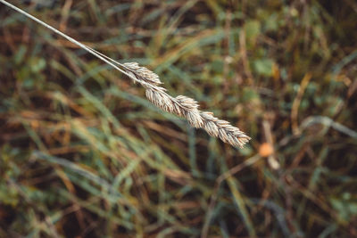 Close-up of stalks in field