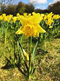 Close-up of yellow flowers blooming in field