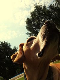 Close-up of dog on tree against sky