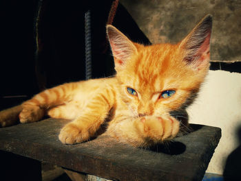 Close-up portrait of a cat