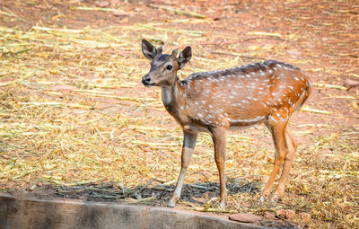 Portrait of deer standing on land