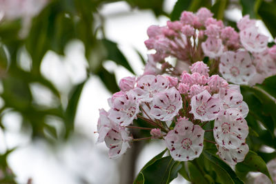 Close-up of fresh pink flowers on tree