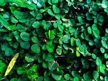 High angle view of ladybug on leaf