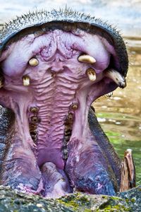 Close-up of plant against white background