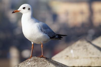 Close-up of seagull perching outdoors