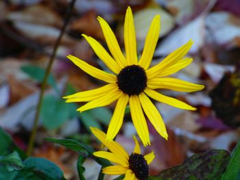 Close-up of yellow flower