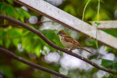 Bird perching on a branch