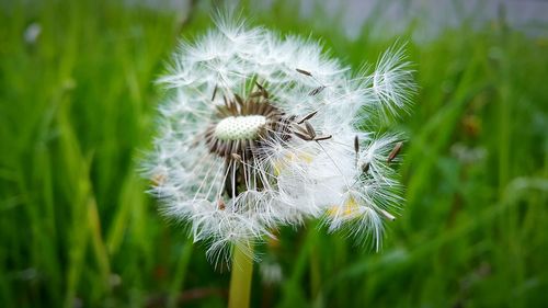 Close-up of dandelion