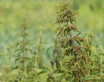 Close-up of flowering plant