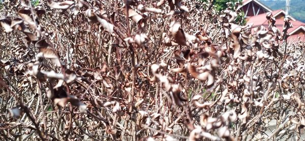 Close-up of flowering plants on field